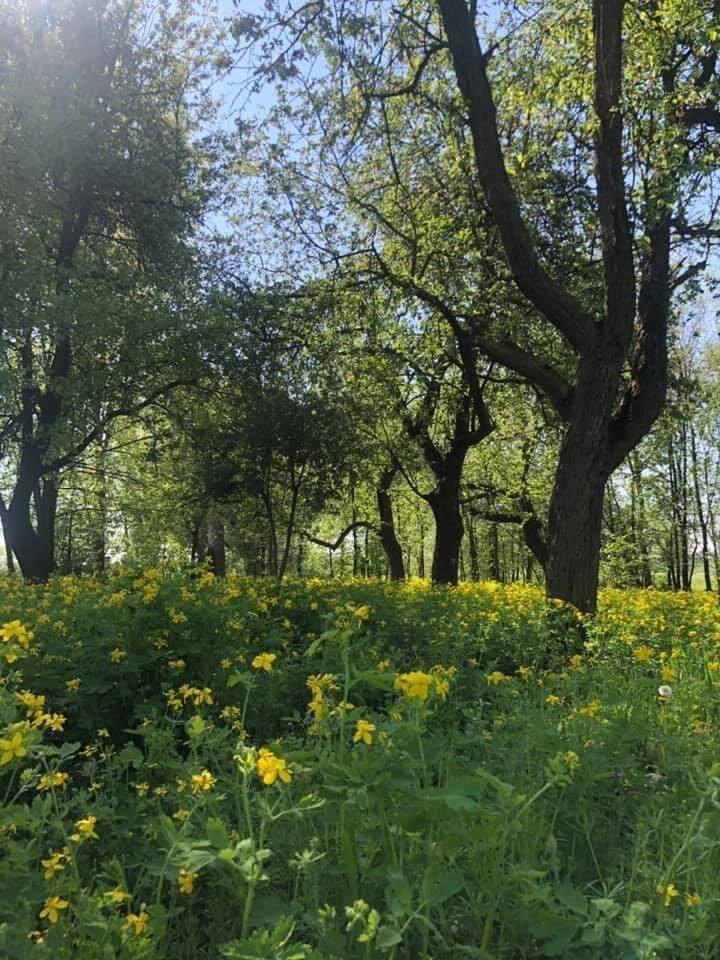 badanie drzew w warszawie