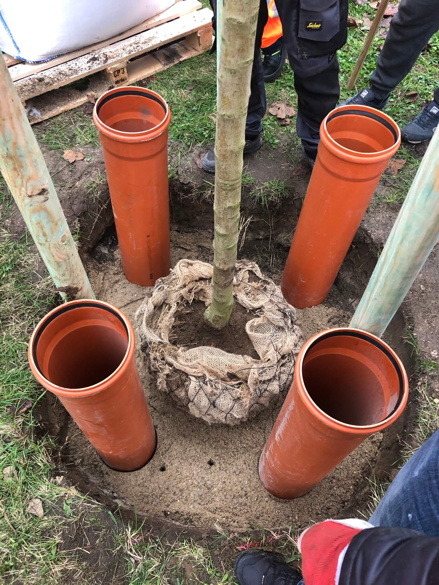 Pomiary Arborsonic 3D w badaniach dendrologicznych