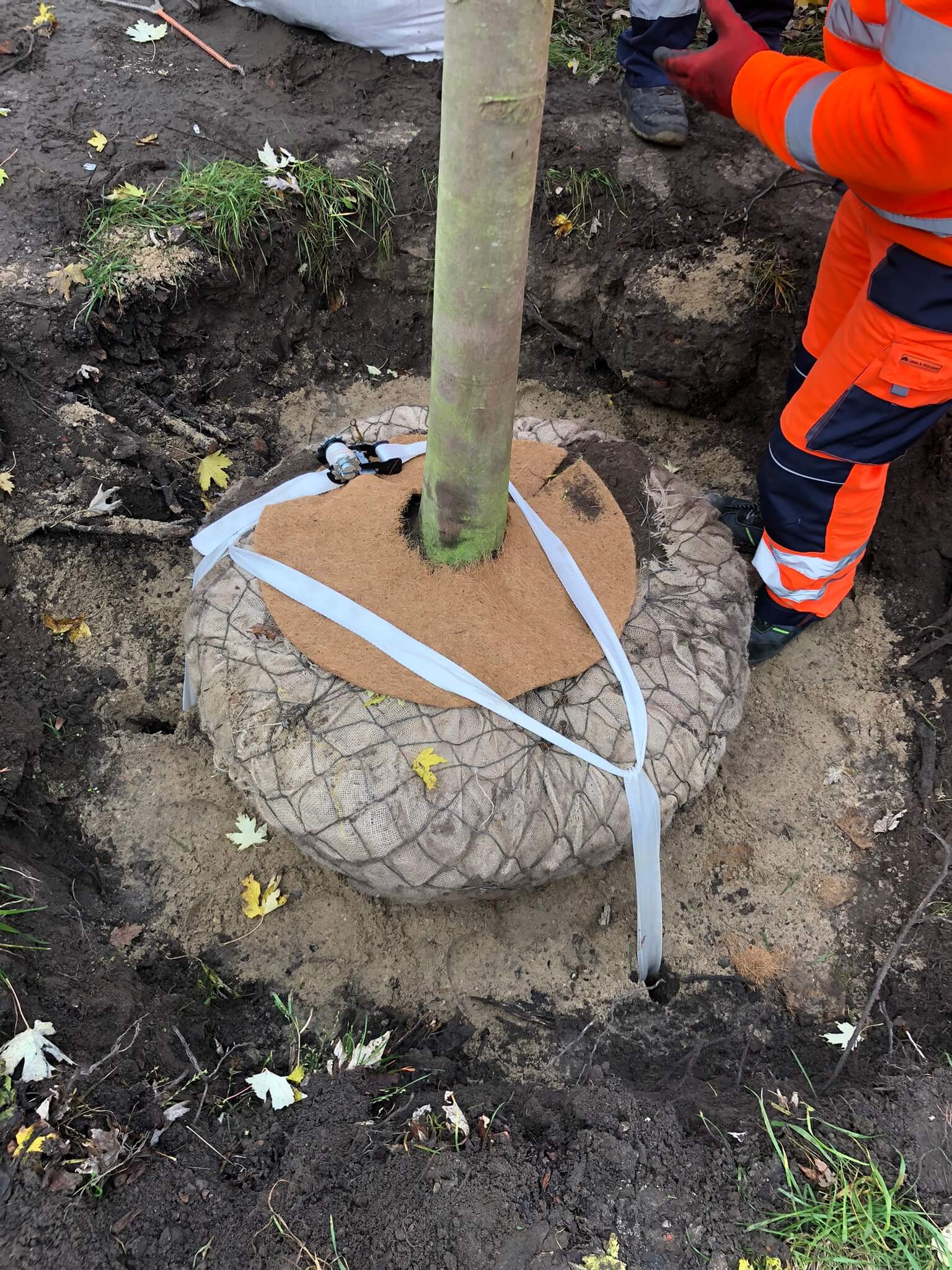 Nowoczesna technologia Arborsonic 3D w diagnostyce drzew