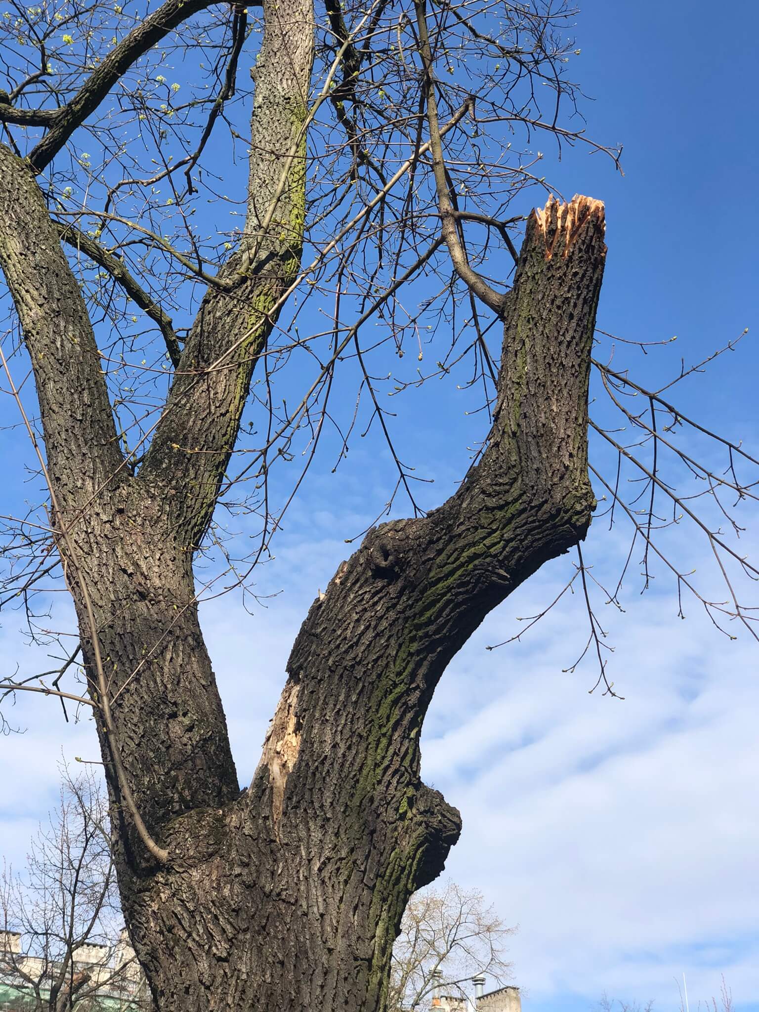 Badanie struktury drzew Arborsonic 3D i pulling testem
