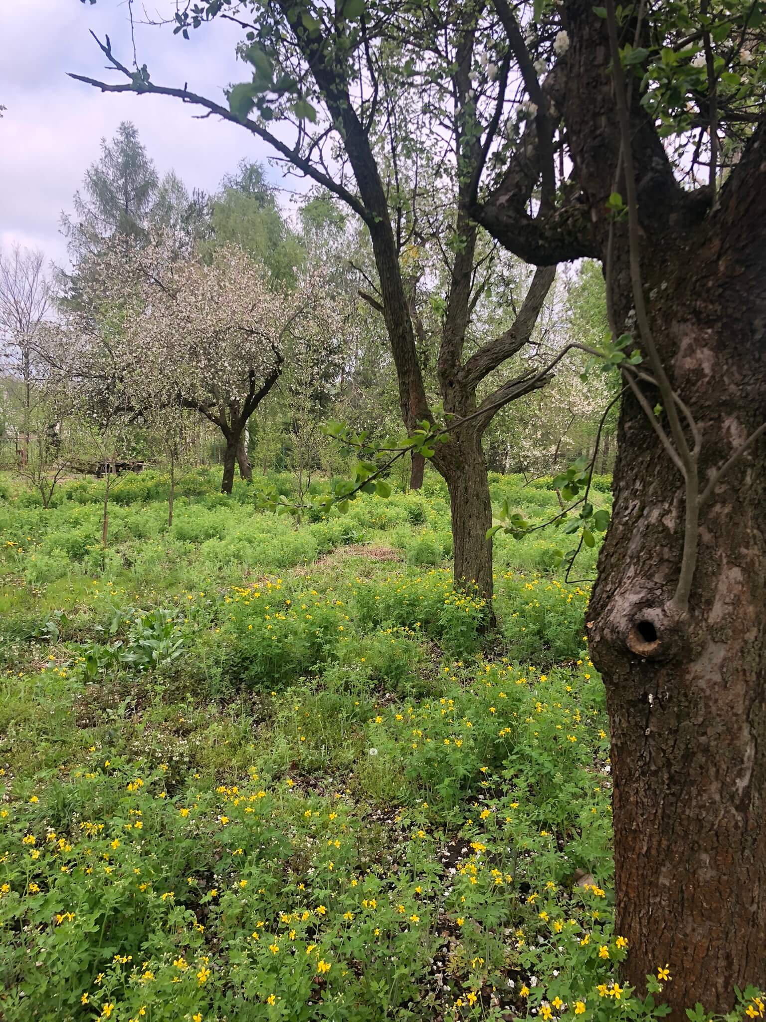 Usługi dendrologiczne