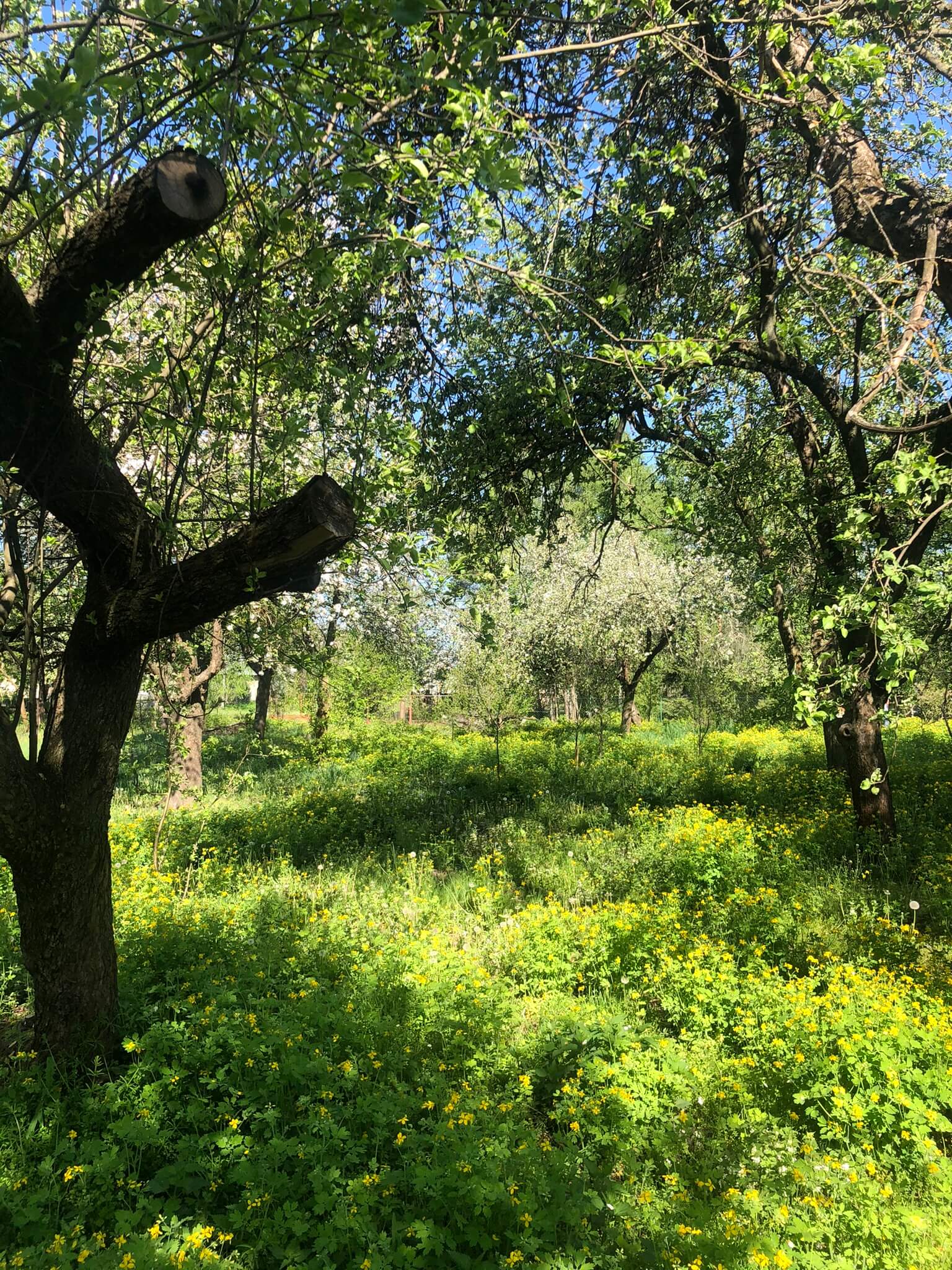 Ekspertyza dendrologiczna firma