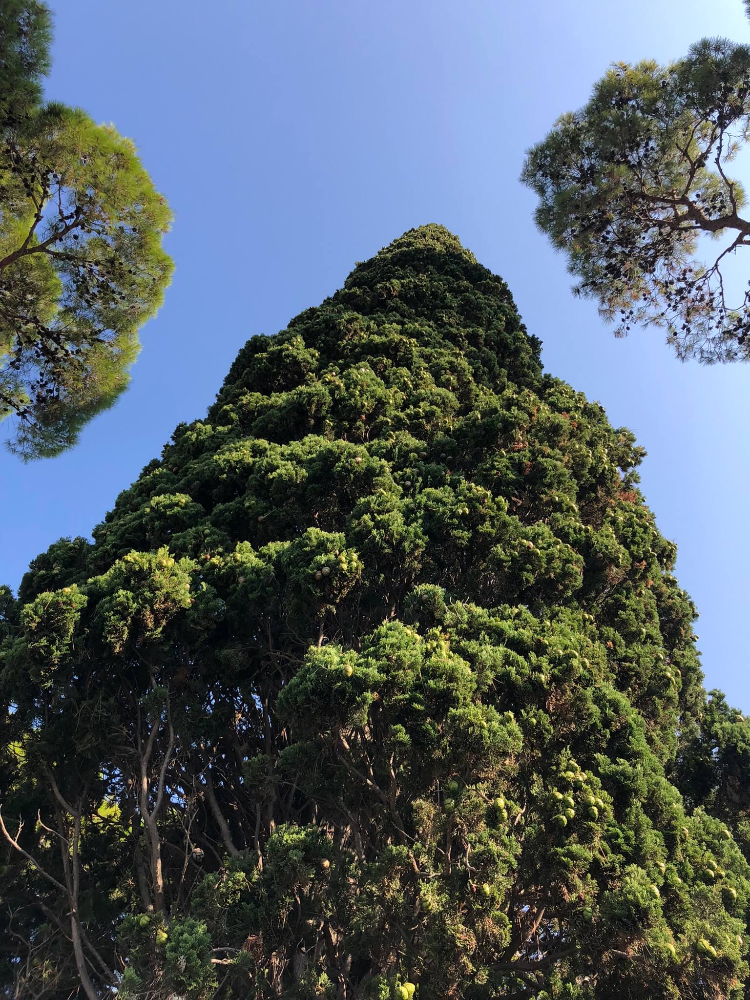 Badanie drzew w Warszawie