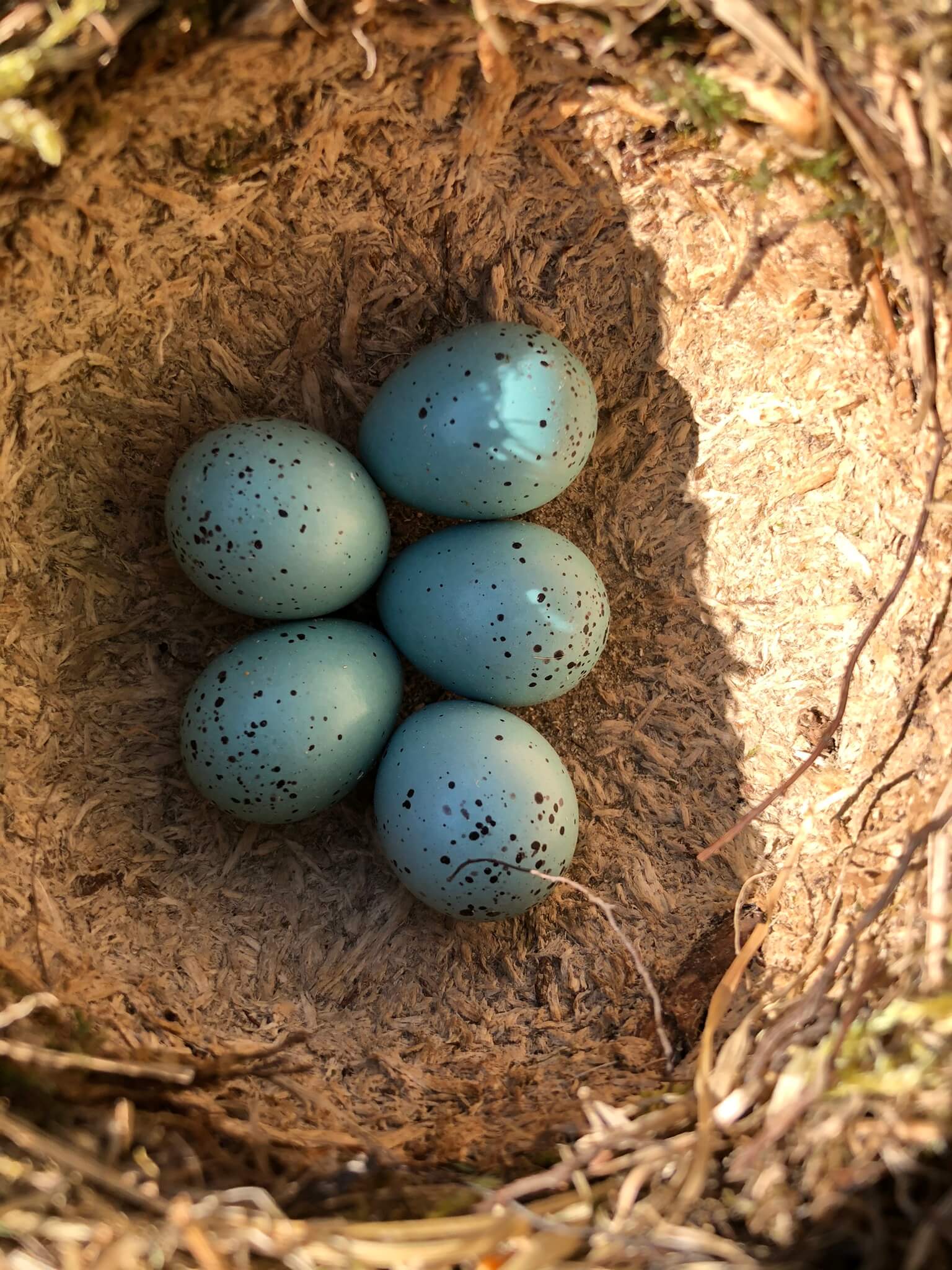 warszawa badanie drzewa