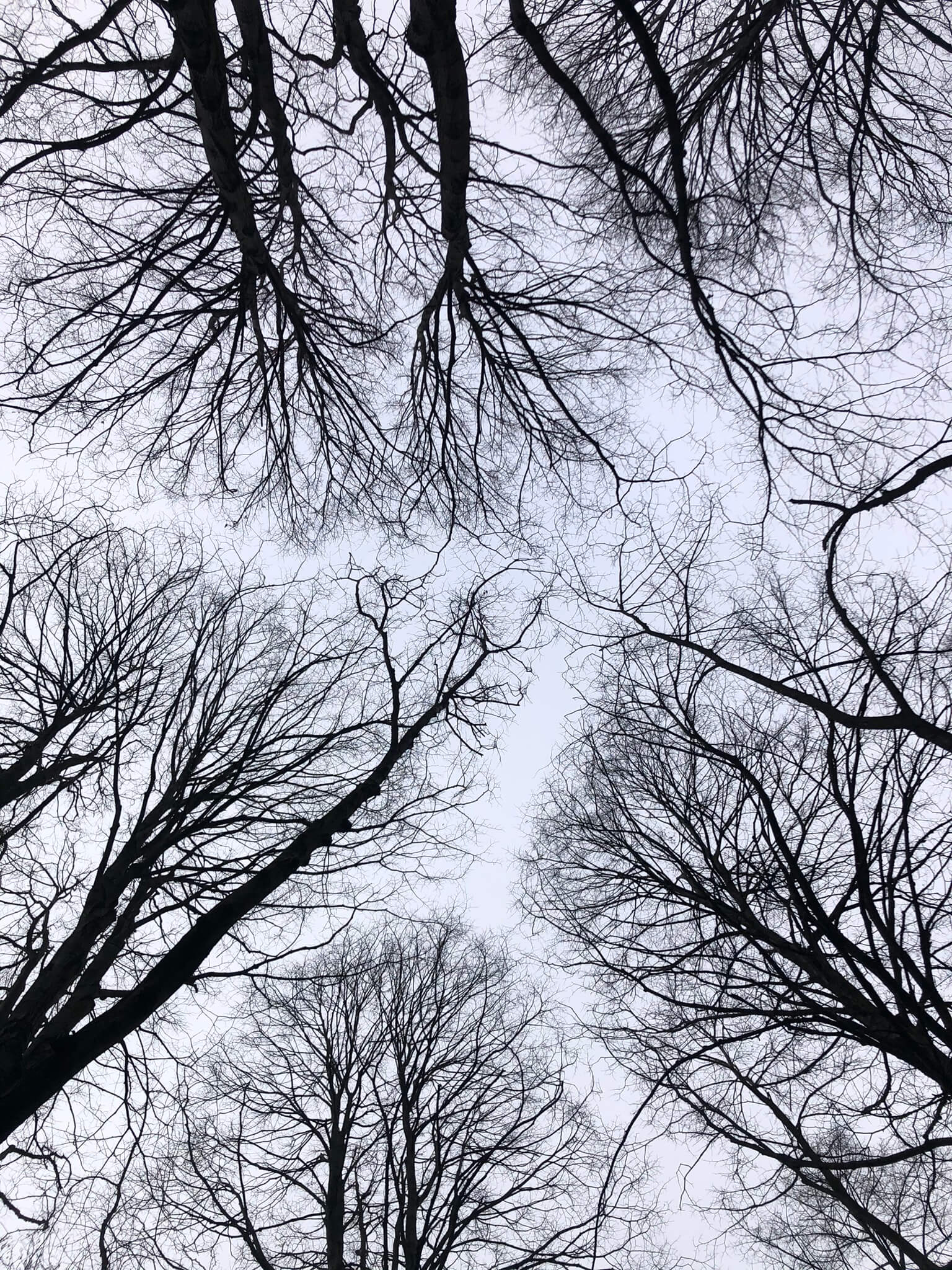 ekspertyza dendrologiczna warszawa