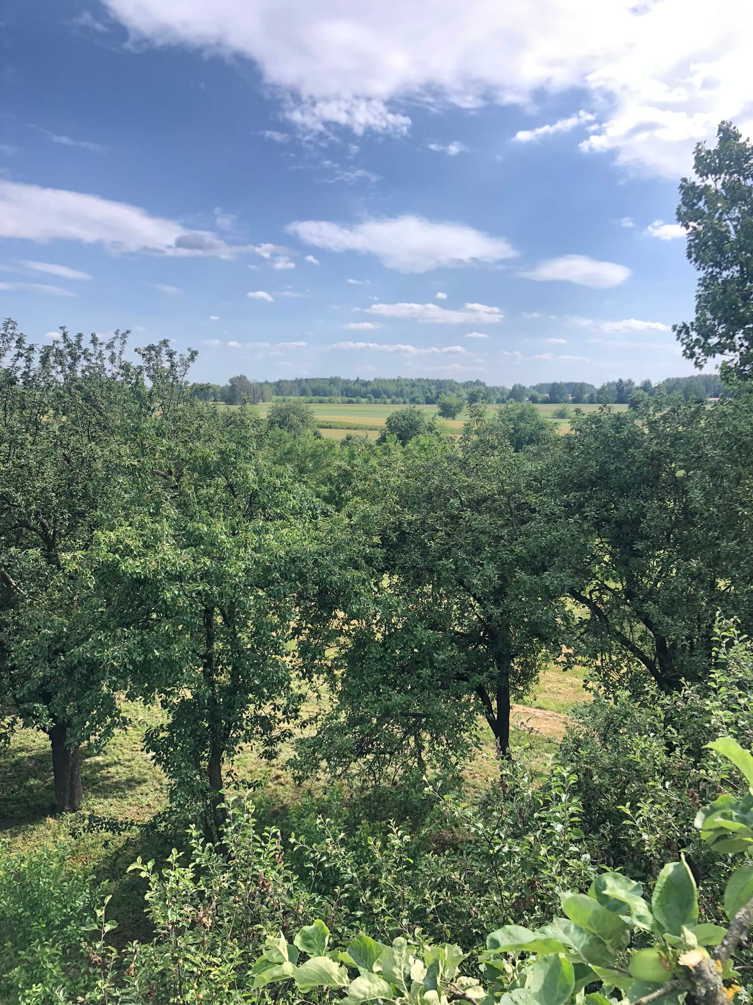 opinia dotycząca stanu drzewa