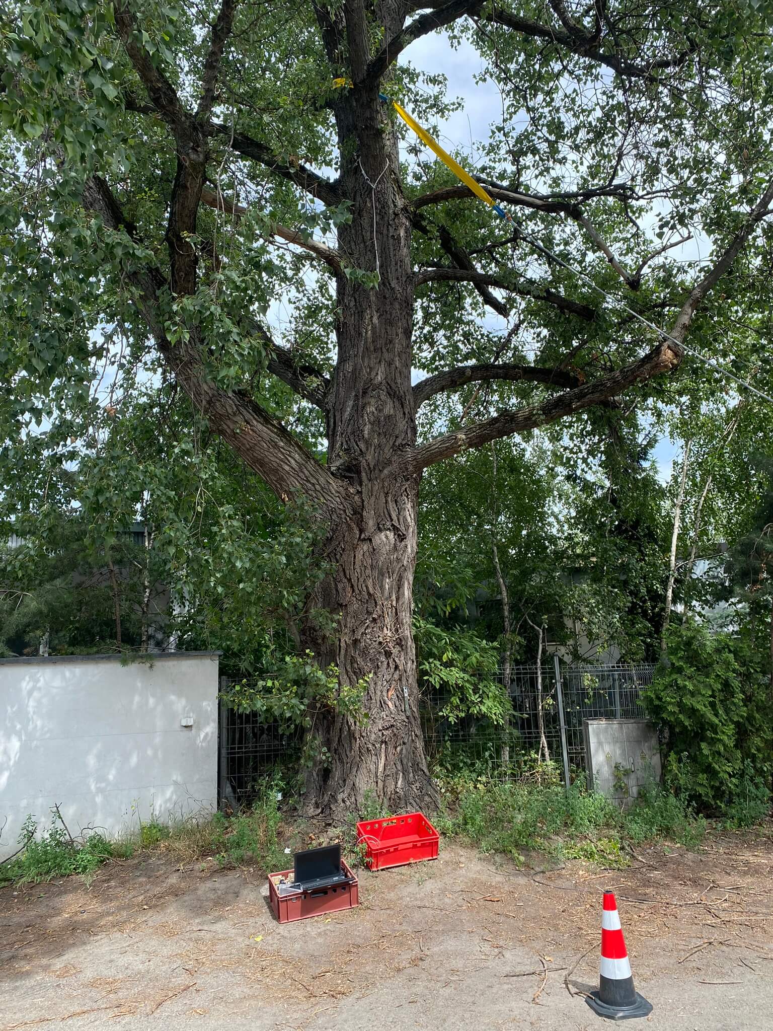 Arborsonic 3D - precyzyjny pomiar drzew