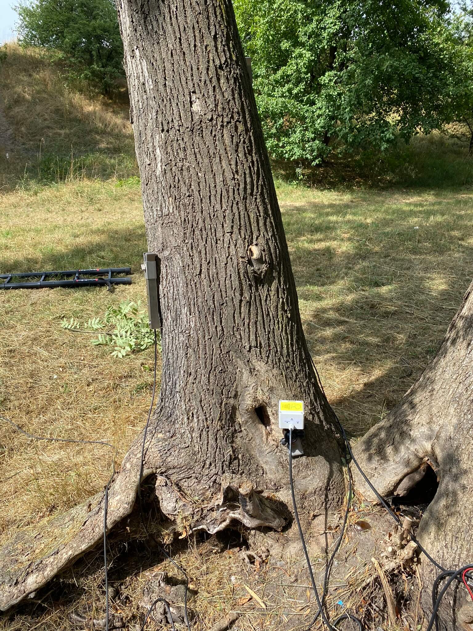 Badanie zdrowia drzew Arborsonic 3D i pulling testem