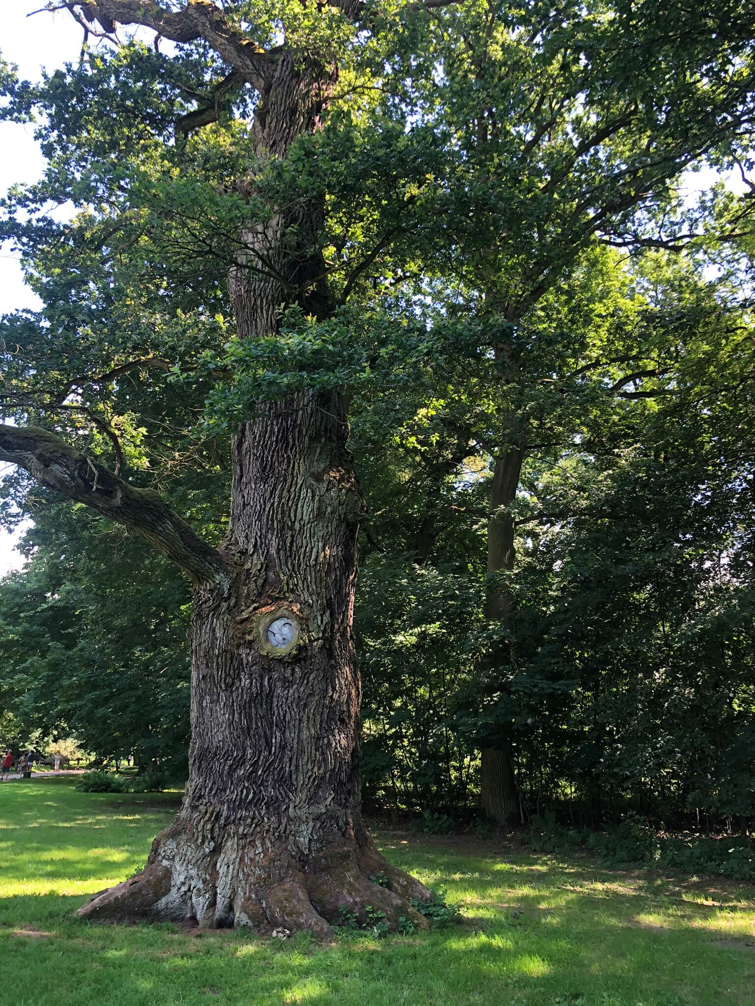 opinia dendrologiczna