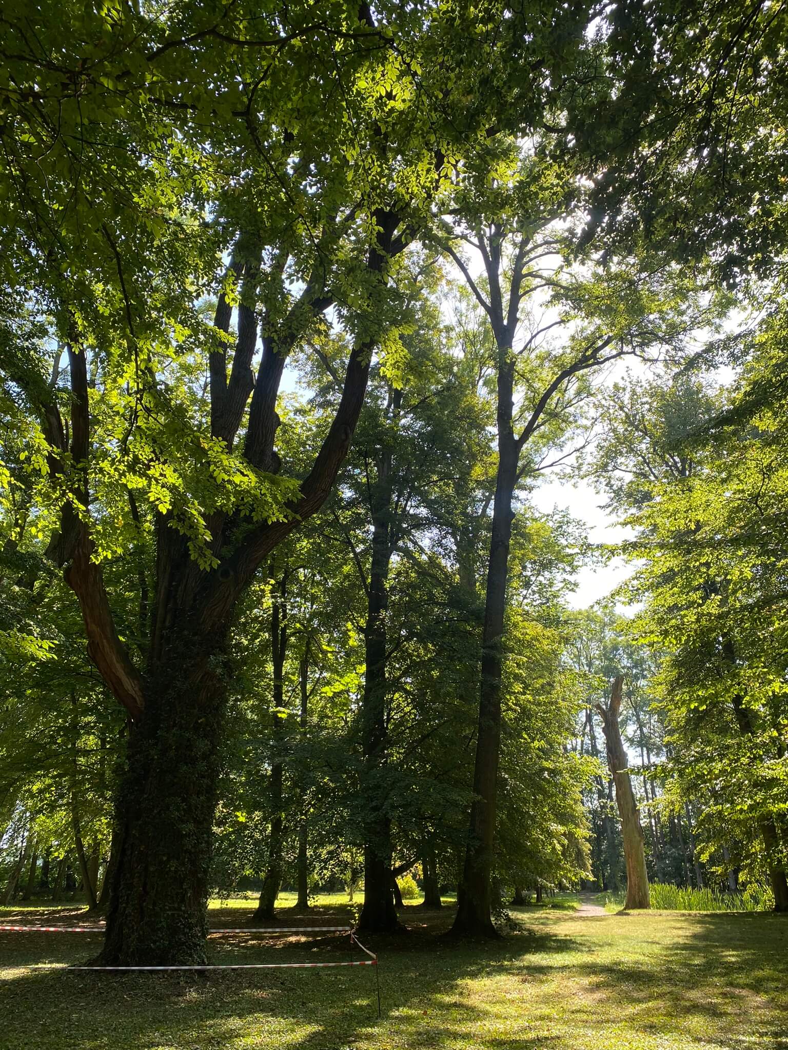 badanie stanu drzewa w warszawie