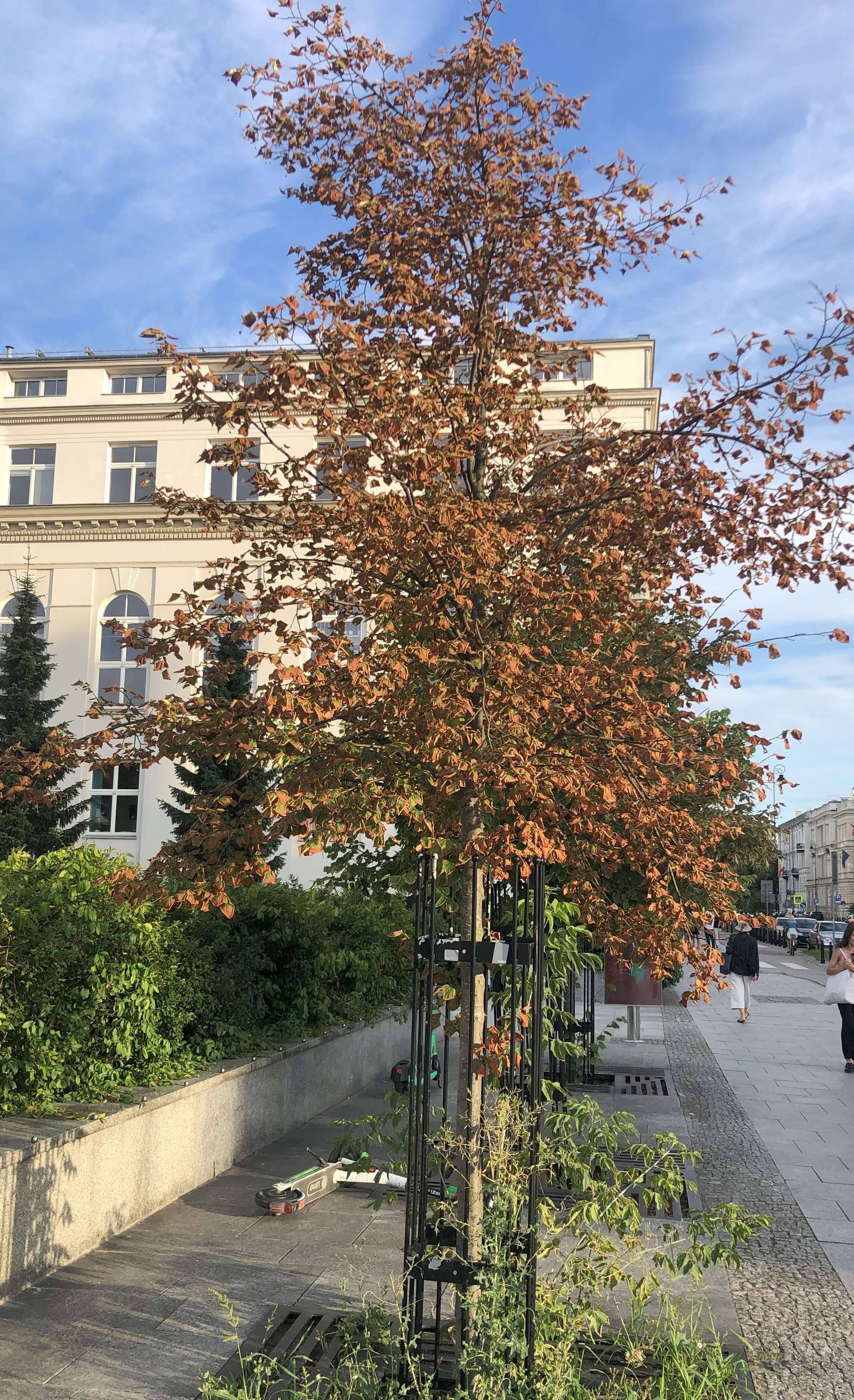 Programy opieki nad drzewami