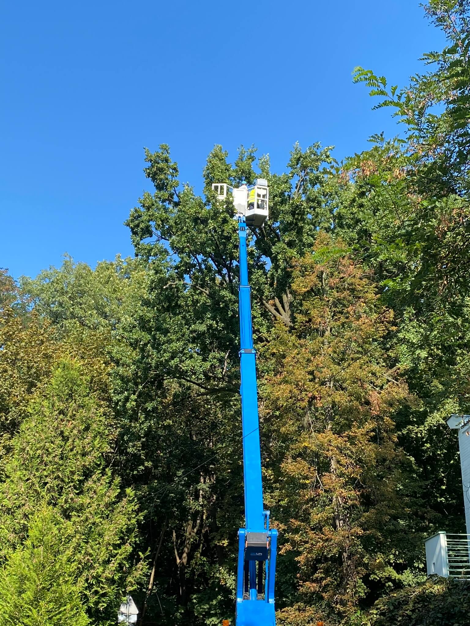 Usunięcie drzew i krzewów