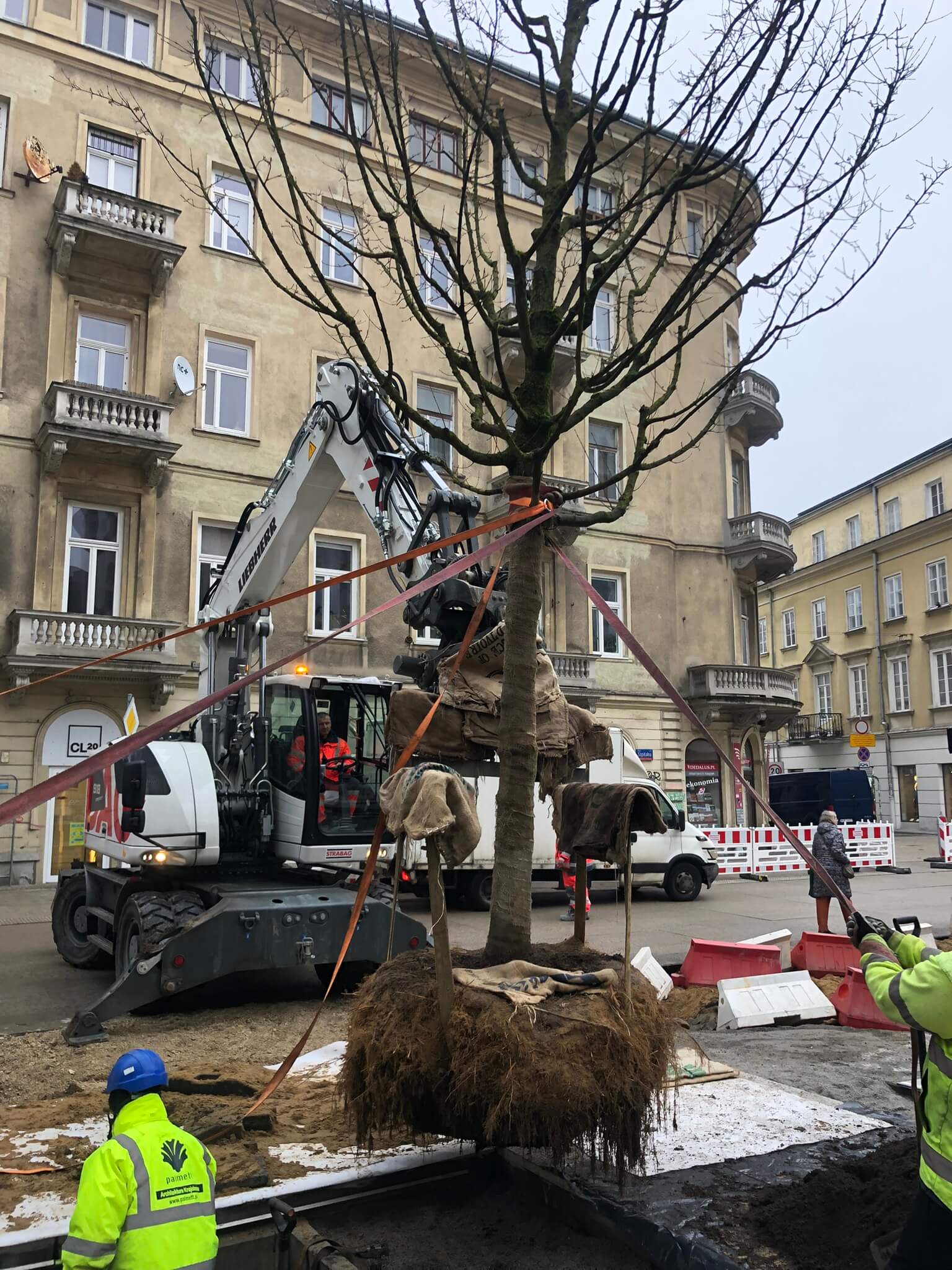 Usługi dendrologiczne
