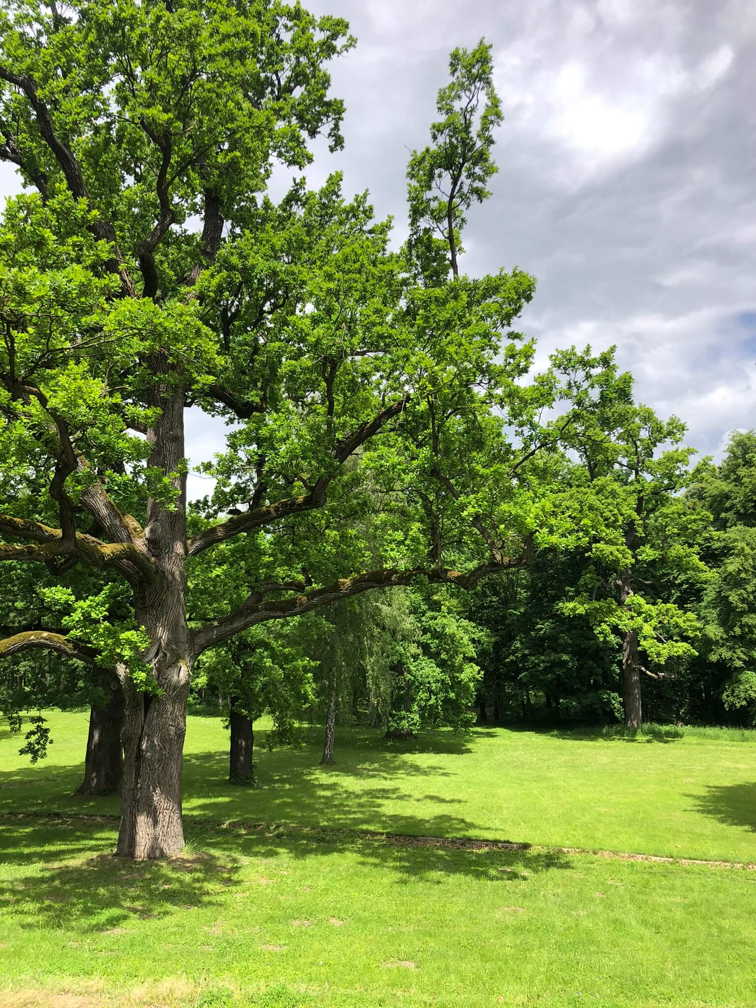 ekspertyza dendrologiczna Konsultant dendrolog
