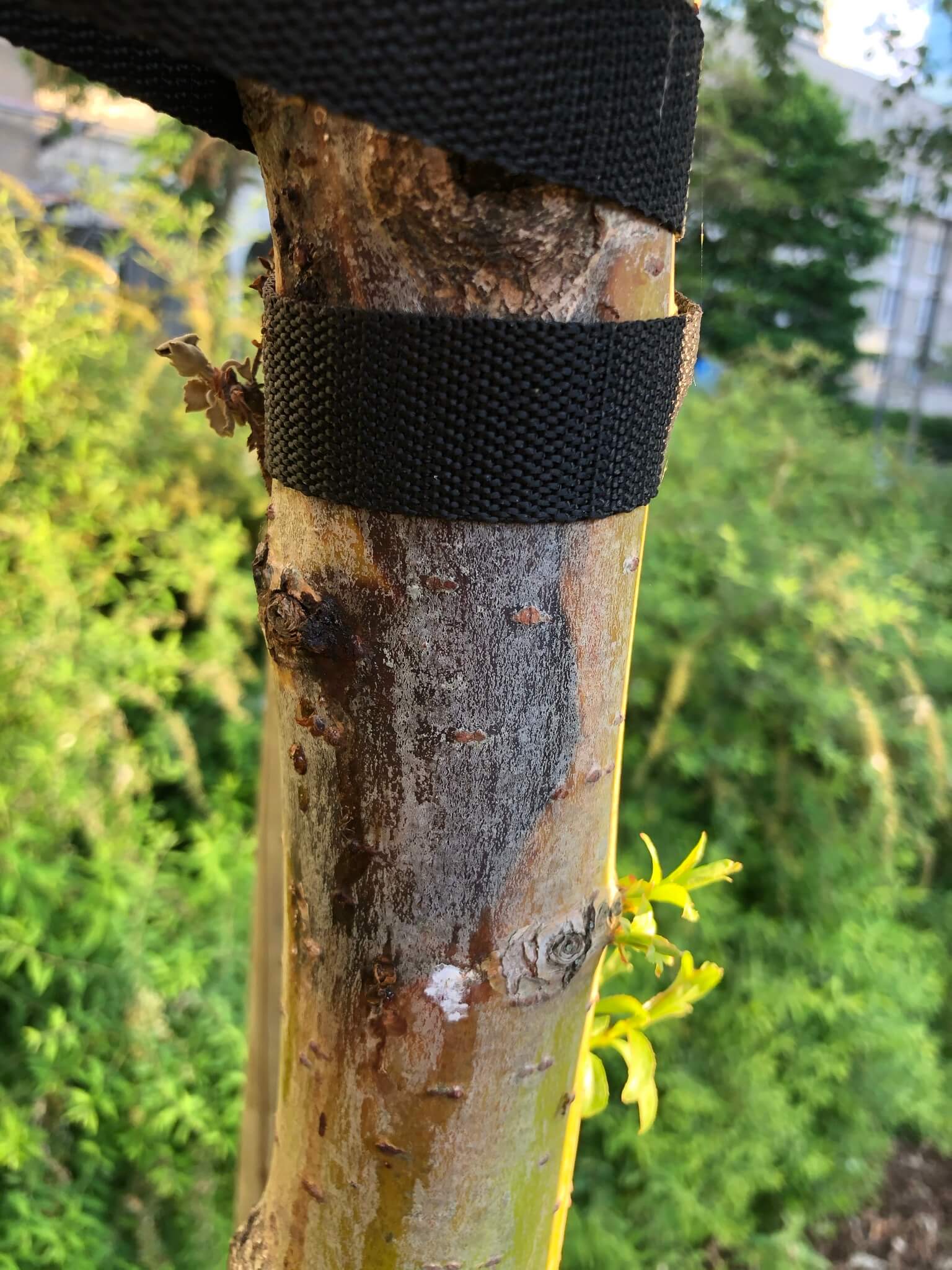 Badania dendrologiczne drzew
