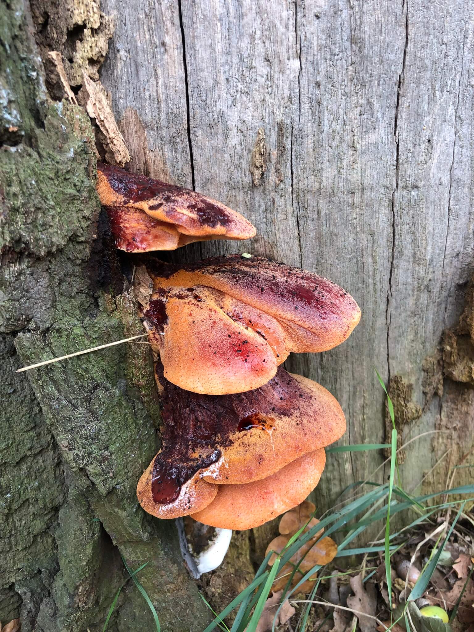 Ocenianie drzew specjaliści