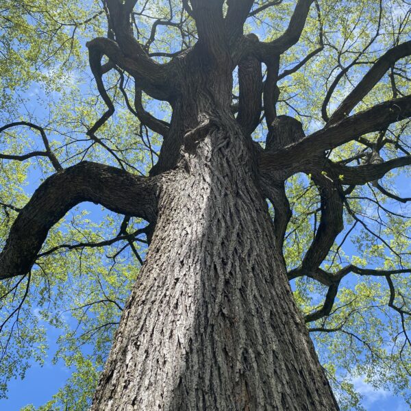 Inwentaryzacja zieleni w Warszawie